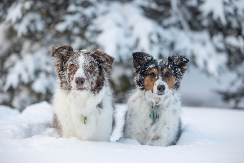 Наличие болезней влияет на то, как долго проживет австралийская овчарка