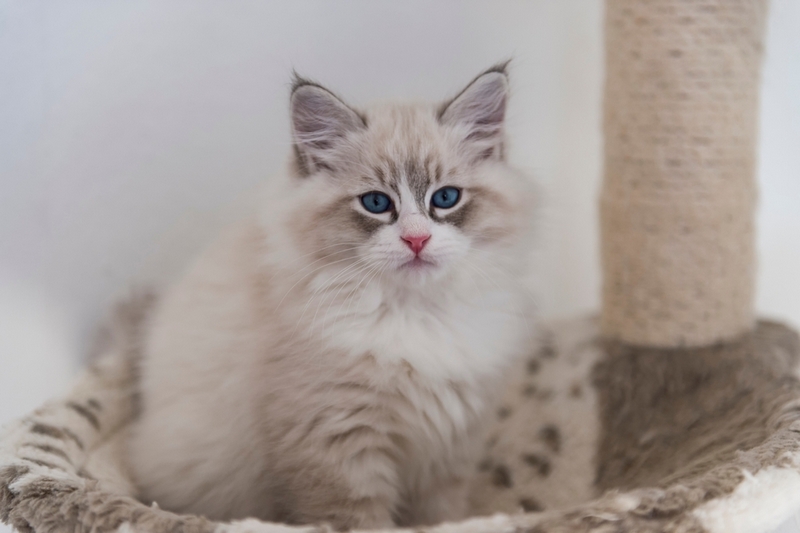 Вес невской маскарадной кошки увеличивается по мере взросления