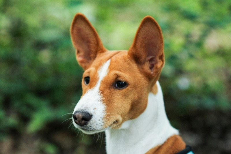 Сколько живут басенджи в домашних условиях?