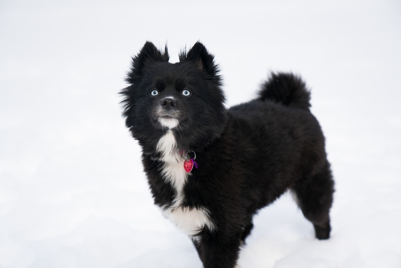 Кли-кай – собака с голубыми глазами