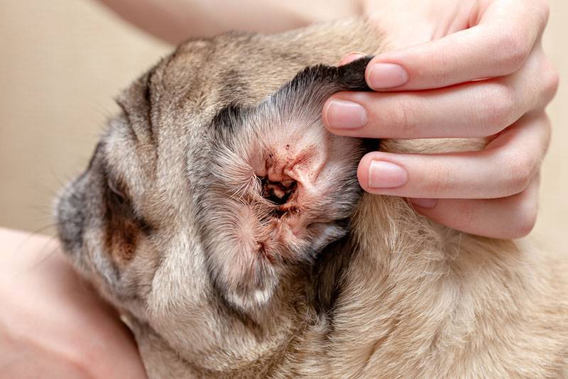 Ушной клещ у собак: диагностика, лечение и профилактика