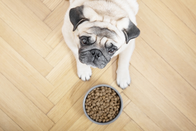 Что нужно пожилому мопсу из еды?