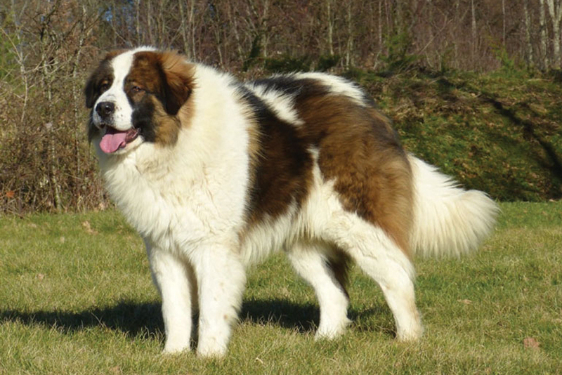 Молосс торньяк