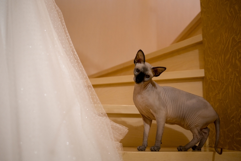 Как справляться с аллергией на сфинкса?