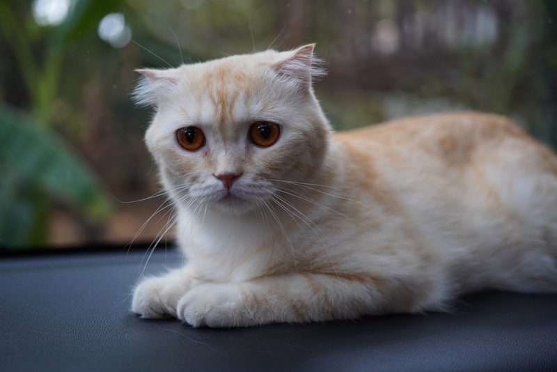 Какую кличку выбрать для вислоухого кота-мальчика породы «шотландец»?