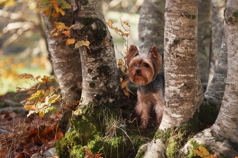 Беременность, которая не планировалась – вот чем может завершиться течка у йорка