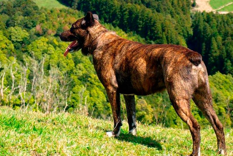 Азорская пастушья собака