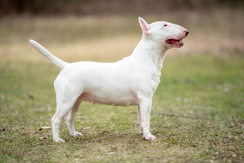 Заражение инфекциями влияет на вес мини-бультерьера