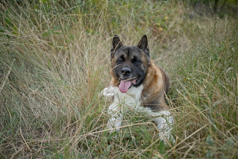 Срок жизни американской акиты можно сравнить с человеческим