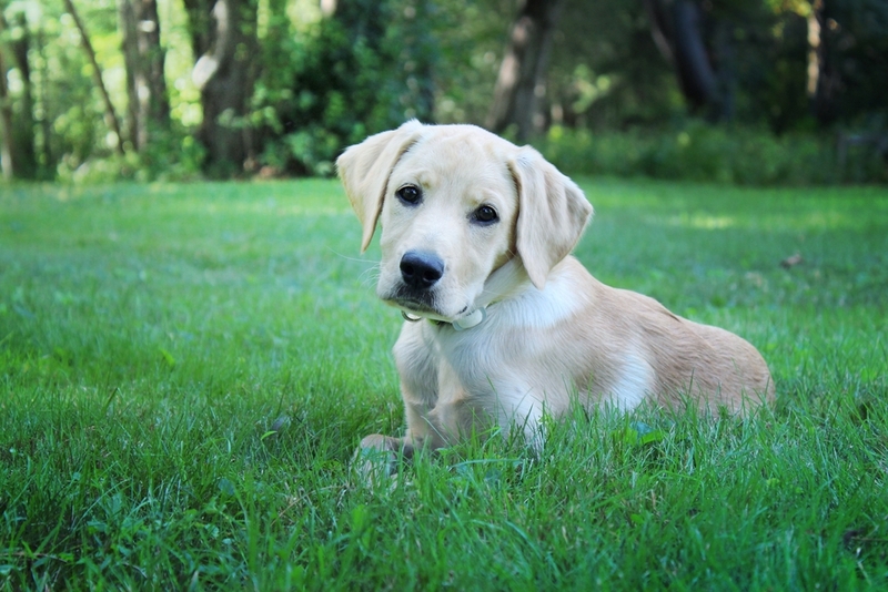 У молодых собак бронхит также может возникать