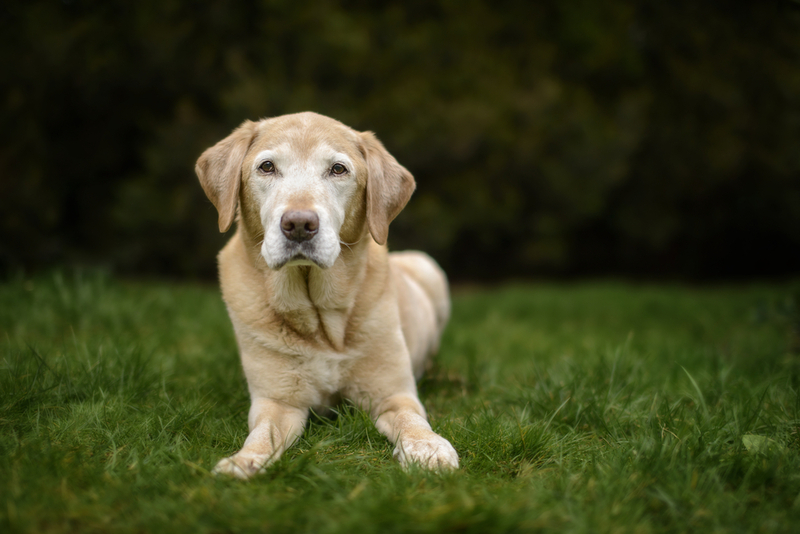 Важно знать, как проходит вязка лабрадоров
