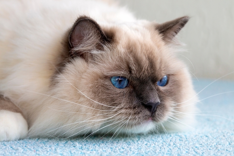 То, сколько прожил рэгдолл, можно сравнить с человеческим возрастом