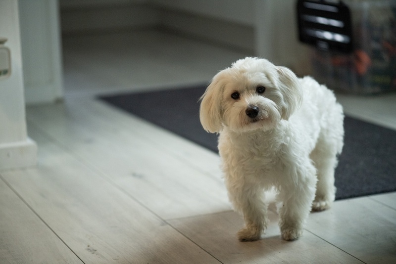 Важно знать, сколько весит мальтипу в норме