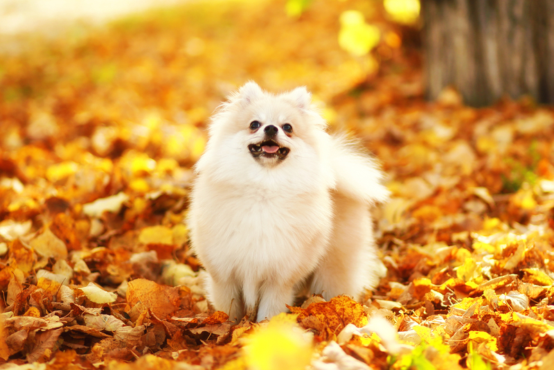 После вязки у шпица может наступить ложная беременность