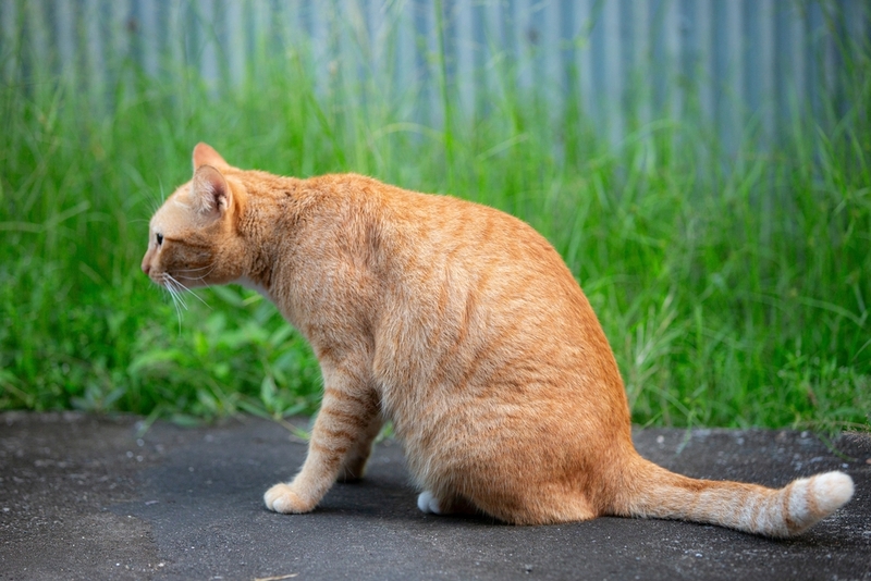 Кошка может заразиться кампилобактериозом, понюхав чужие фекалии на прогулке