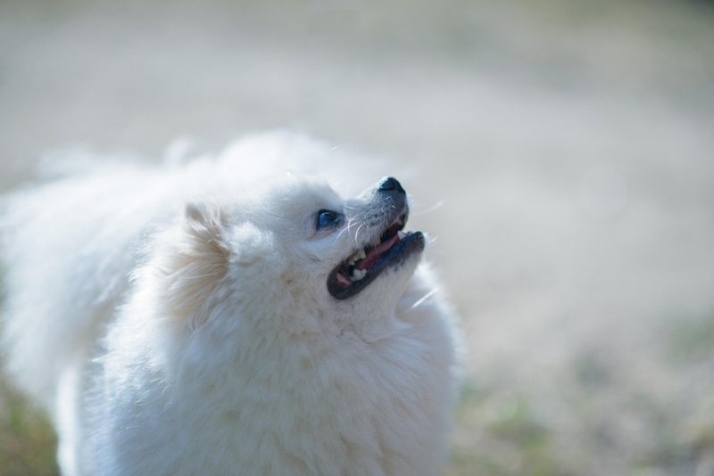 Владельцу важно знать, сколько длится течка у шпица