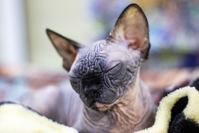 Какую кличку для кота-мальчика породы сфинкс считать подходящей?