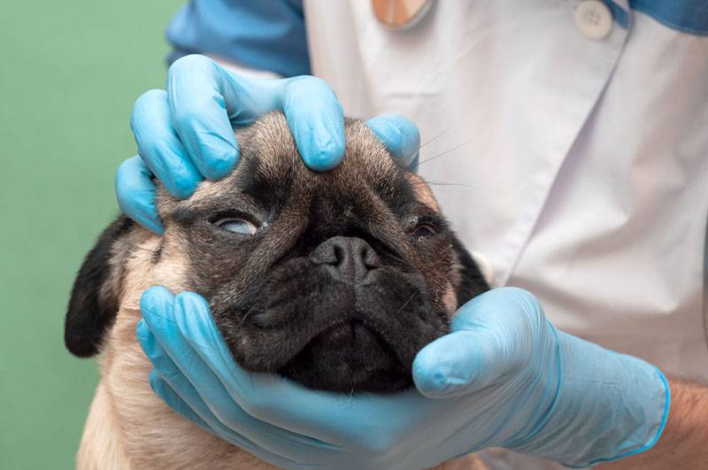 Почему у собаки мутные глаза: симптомы, причины