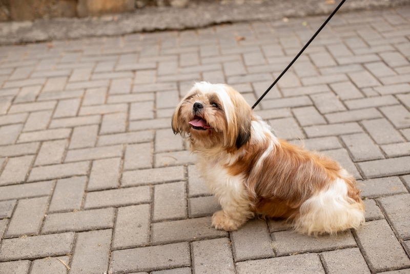 Во время течки у ши-тцу могут возникнуть осложнения