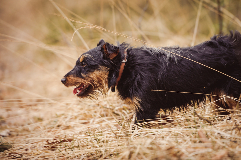 Кастрация влияет на то, сколько проживет ягдтерьер