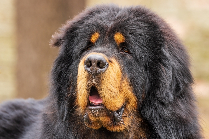 Условия содержания влияют на то, сколько проживет тибетский мастиф