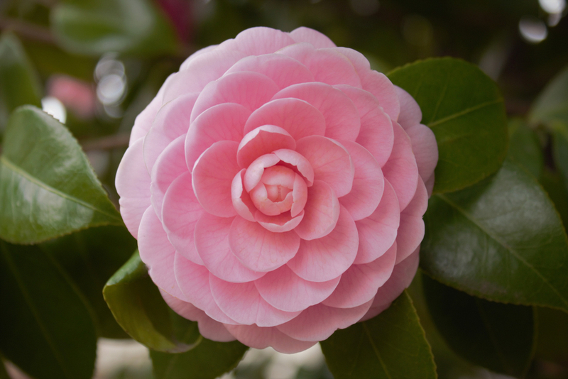 Камелия – комнатные цветы, являющиеся не ядовитыми для кошек