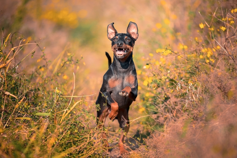 Миниатюрная порода пинчеров