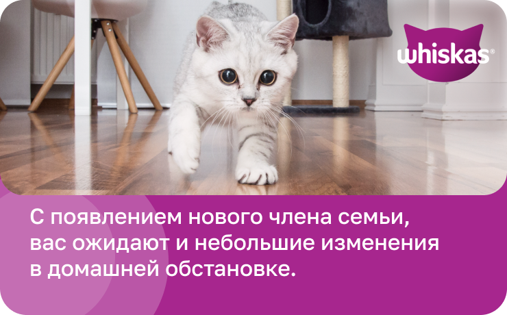 при появлении кошки быт может измениться
