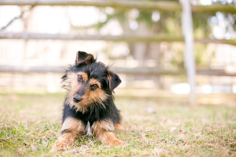 Активность собаки, которая худеет, должна быть регулярной