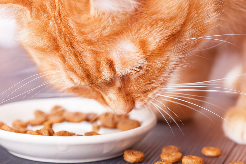 Кошке с гипертиреозом может быть порекомендована диета