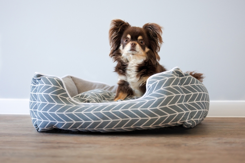 По какой причине появляется аллергия на чихуахуа?