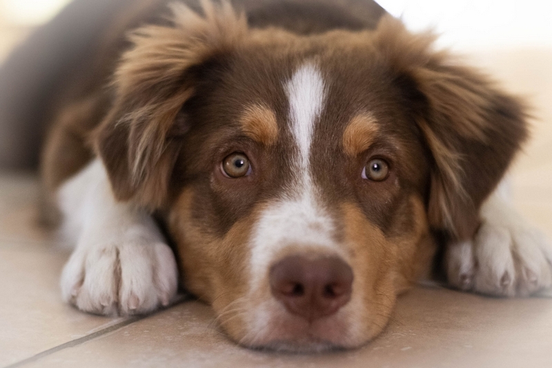 Австралийская овчарка живет меньше, чем человек