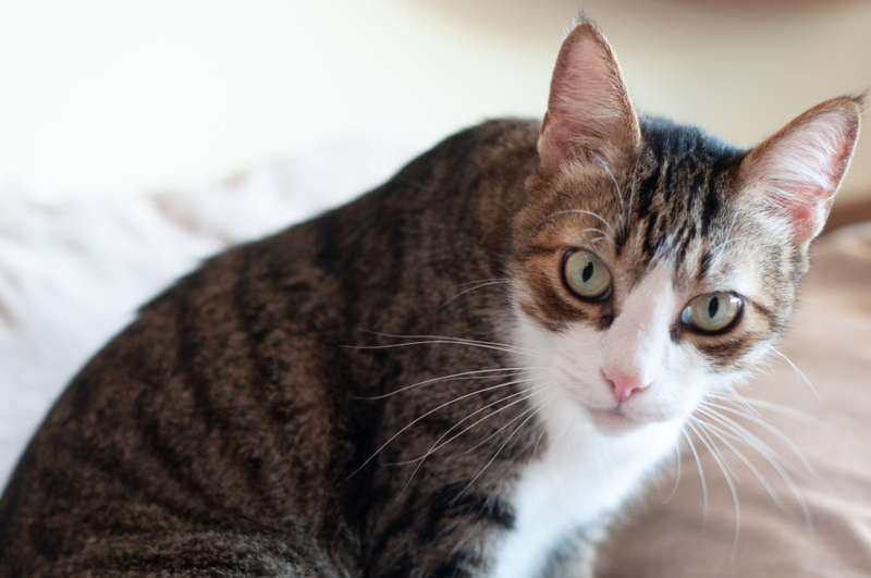 Симптомы хронического холангита часто не видны