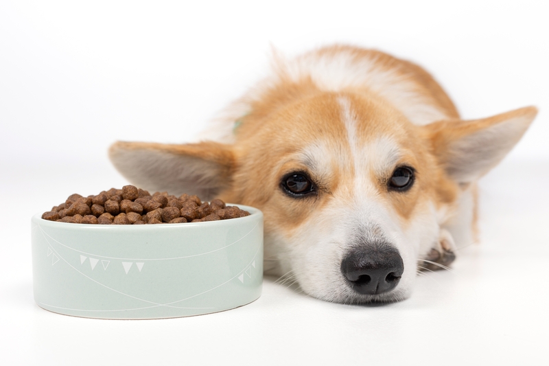 Уход за собакой с пневмонией включает соблюдение норм по питанию