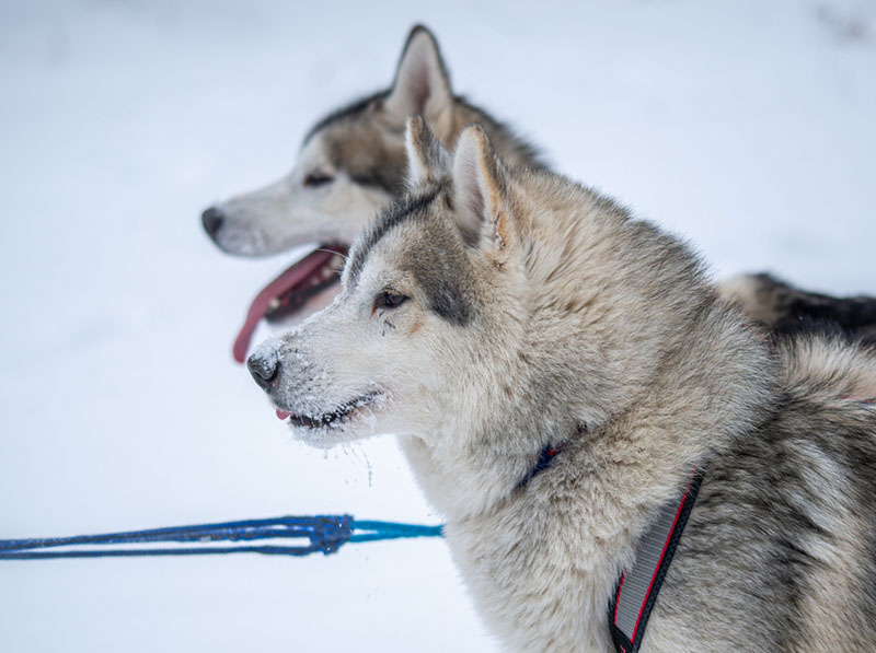две собаки на зимней прогулке