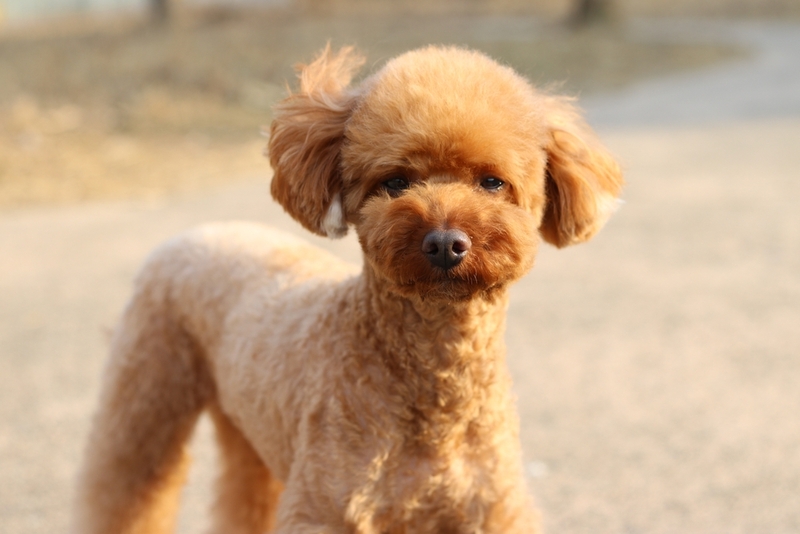 Надо контролировать, сколько дней длится беременность у пуделя