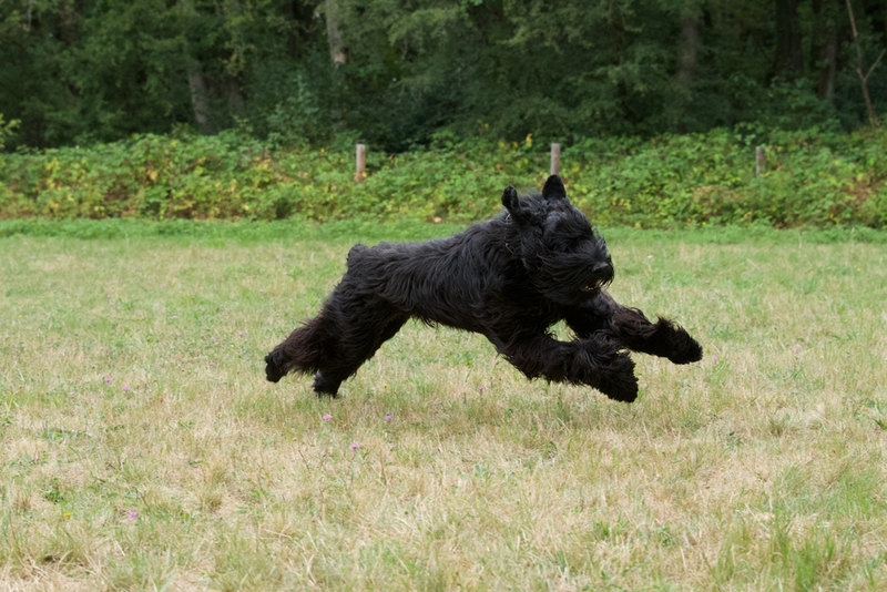 Ризеншнауцеры – преданные собаки