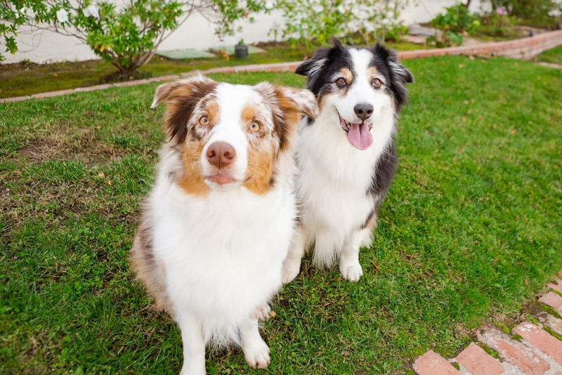 Сколько весит аусси?