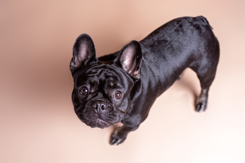 Черный французский бульдог смотрит вверх