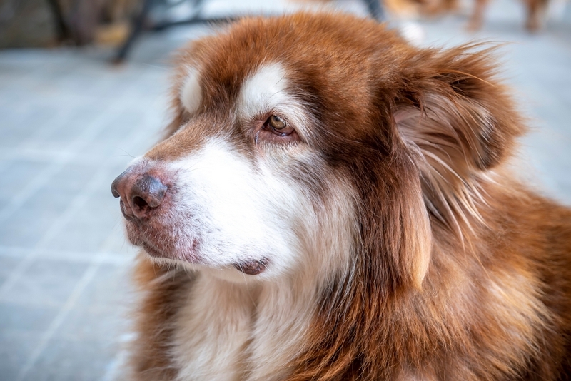 Владельцу надо регулярно контролировать, сколько весит аляскинский маламут