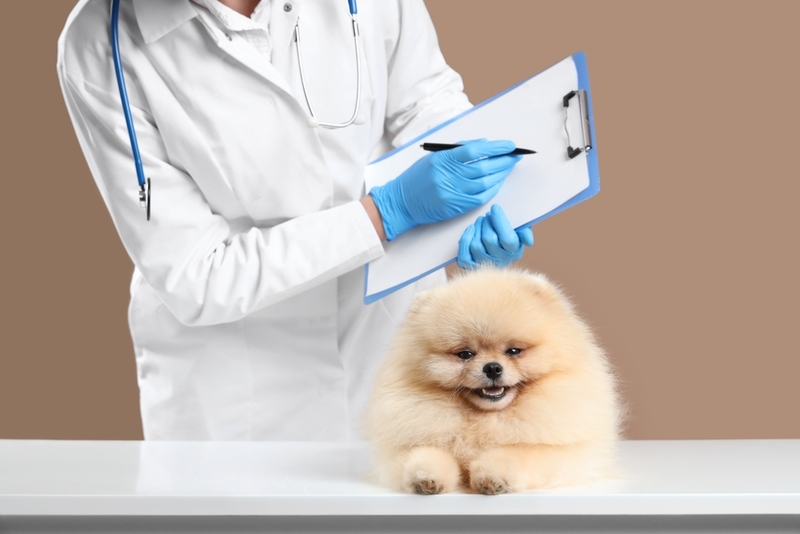 Для диагностики мочекаменной болезни у собак назначат анализы