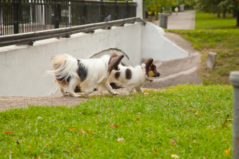 Собака может заразиться лептоспирозом от другой особи