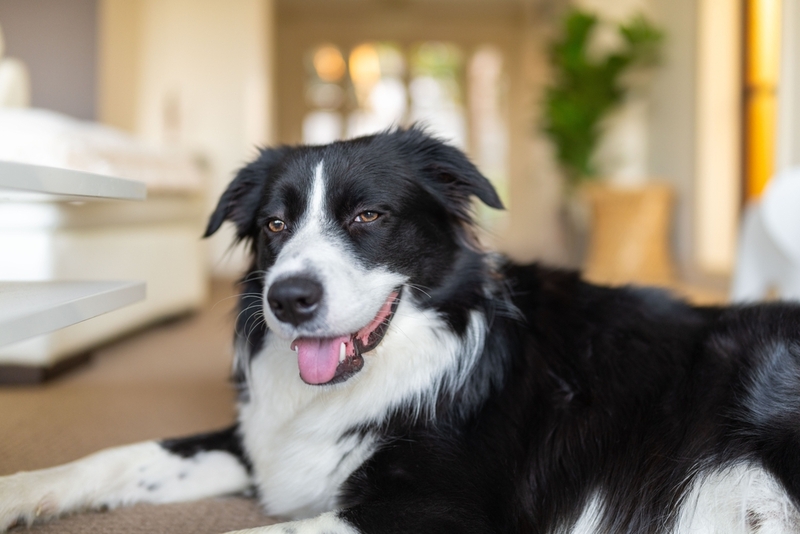 Причина воспаления матки у собаки – бактерии