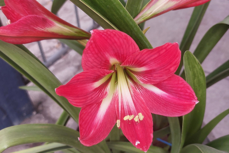 Амариллис считается растением, опасным для кошек