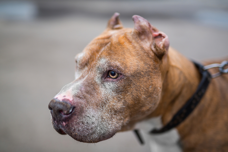 Доминирование – одна из причин злого поведения питбуля