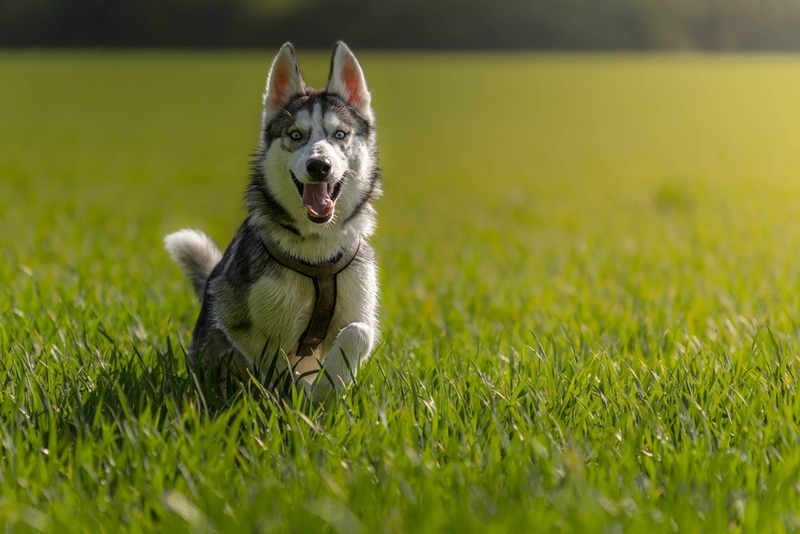 Вязка хаски в чрезмерно молодом возрасте недопустима