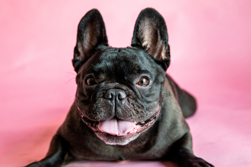 Черный французский бульдог на фото