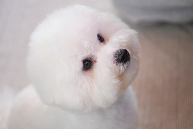 Жажда у бишона фризе может быть признаком болезни