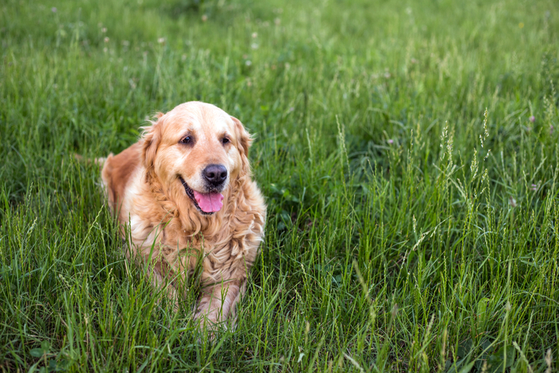 Важно регулярно отслеживать, сколько весит золотистый ретривер