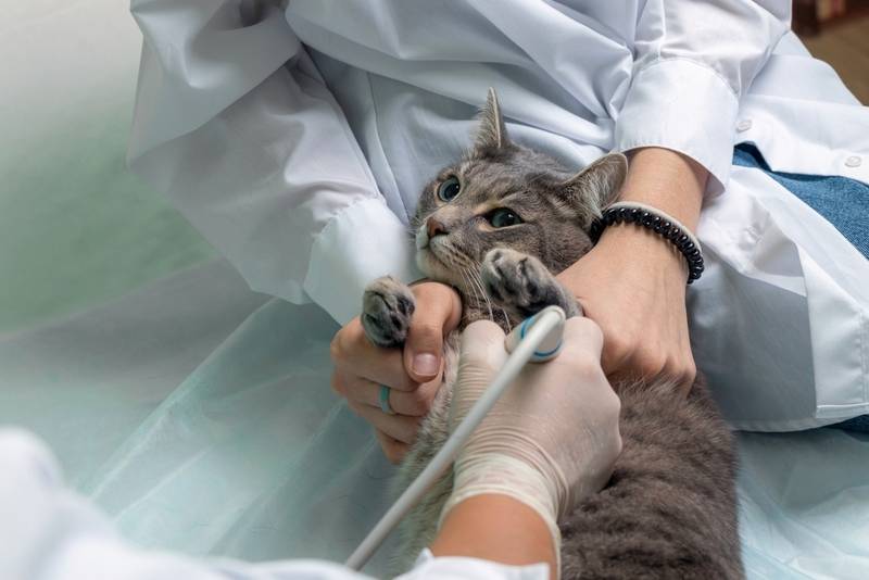 Для диагностики дирофиляриоза кошке может понадобиться УЗИ